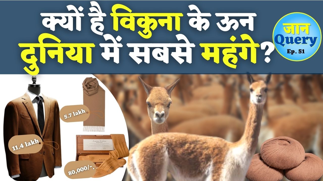 Vicuna wool Vicugna animal most expensive dress in the world facts and