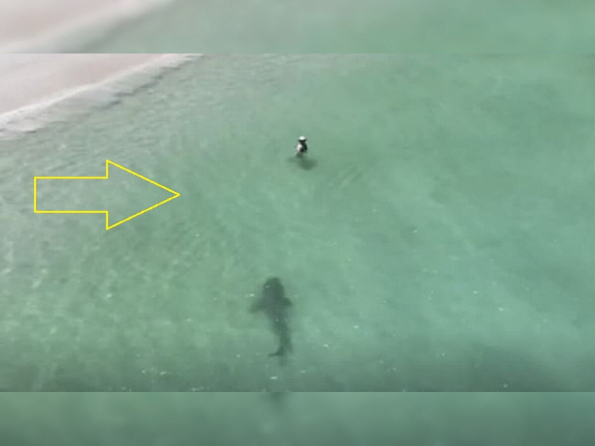 Shark: समुद्र किनारे नहा रहा था शख्स..पीछे से आ गई खतरनाक शार्क, फिर देखिए क्या हुआ