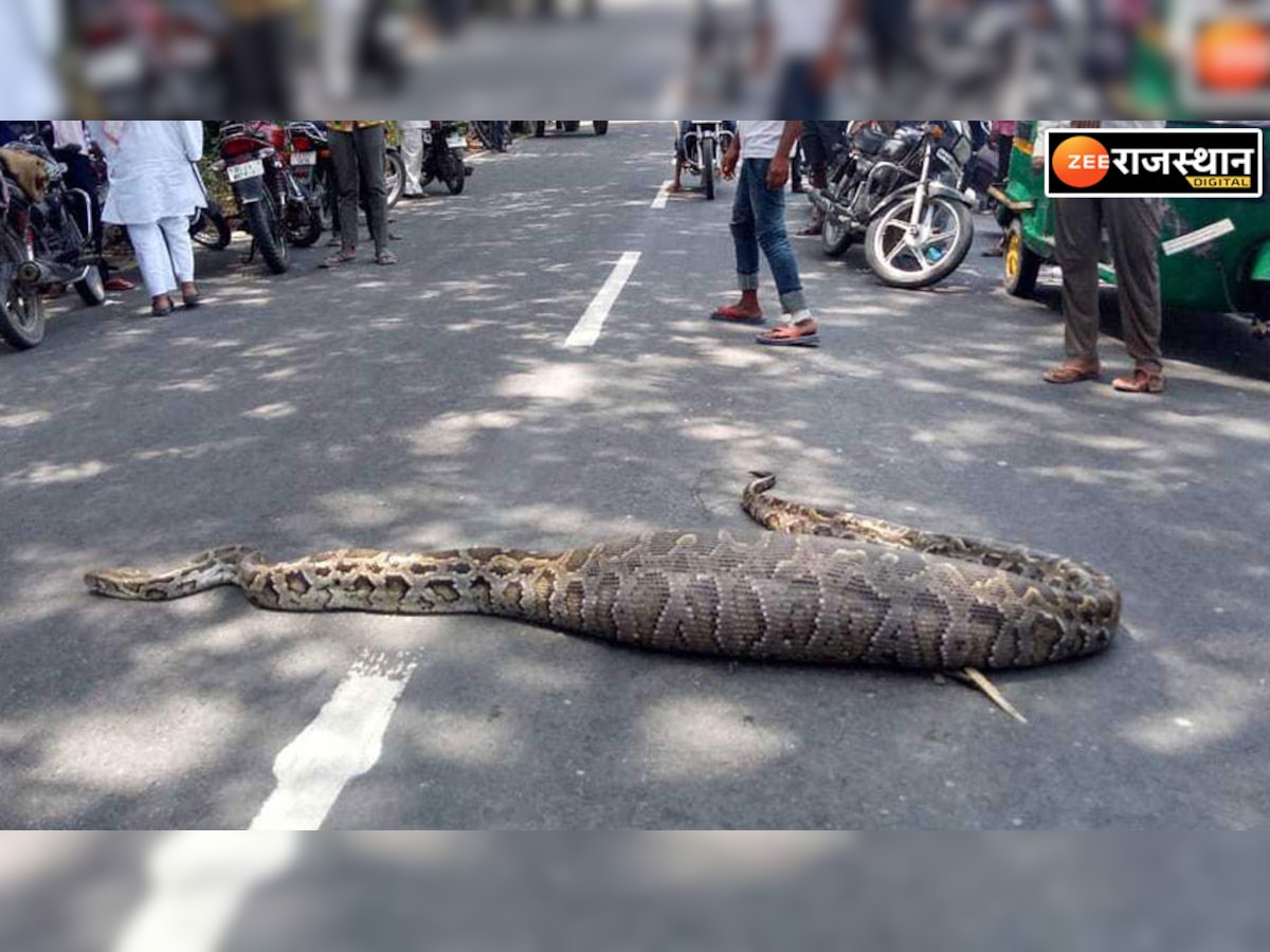 भरतपुर: धूप सेंकने सड़क पर निकला अजगर, गरमाहट के बाद केवलादेव उद्यान पहुंचा