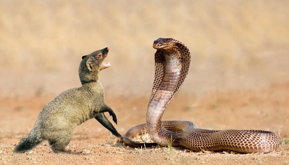 why snake and mongoose are enemy of each other reason may surprise you आखिर क्यों सांप और नेवले की दुश्मनी है? कारण जान जाएंगे तो हैरान होंगे