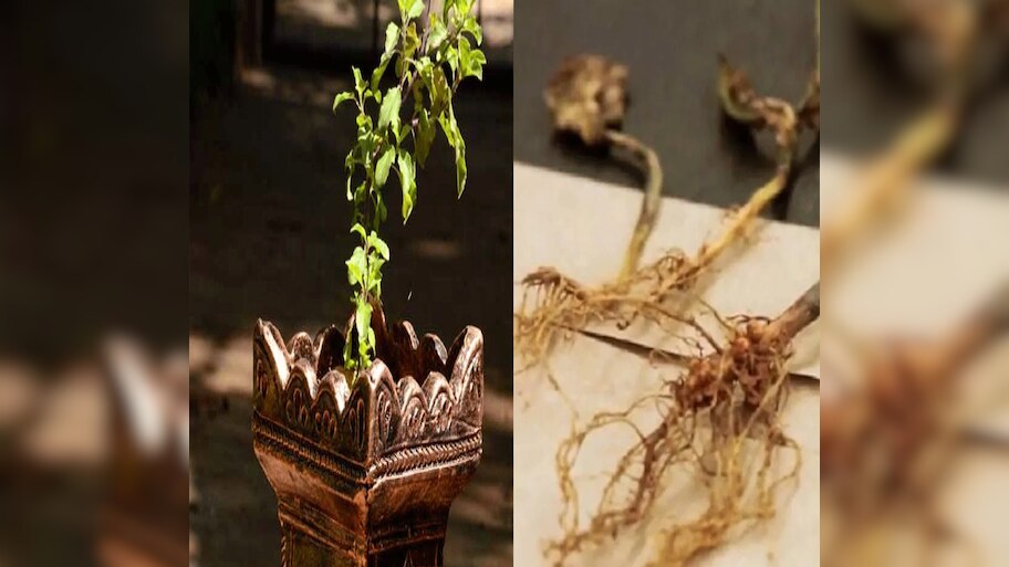 Tulsi root will shine your luck in place of Tulsi leaves | Tulsi Ke ...