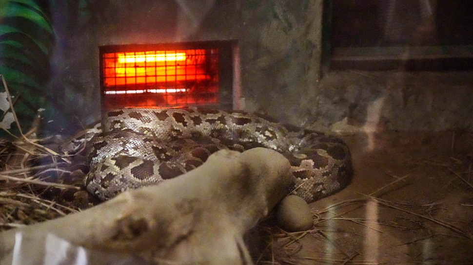 Python Cold python felt cold sat near the heater Photo viral on internet | बहुत ठंड ...