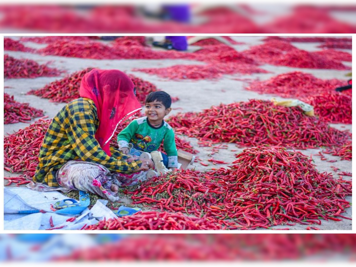इस मिर्च से राजस्थान में भोजन का स्वाद होता है दमदार, जानिए कैसे तैयार होती है मथानिया की मिर्च