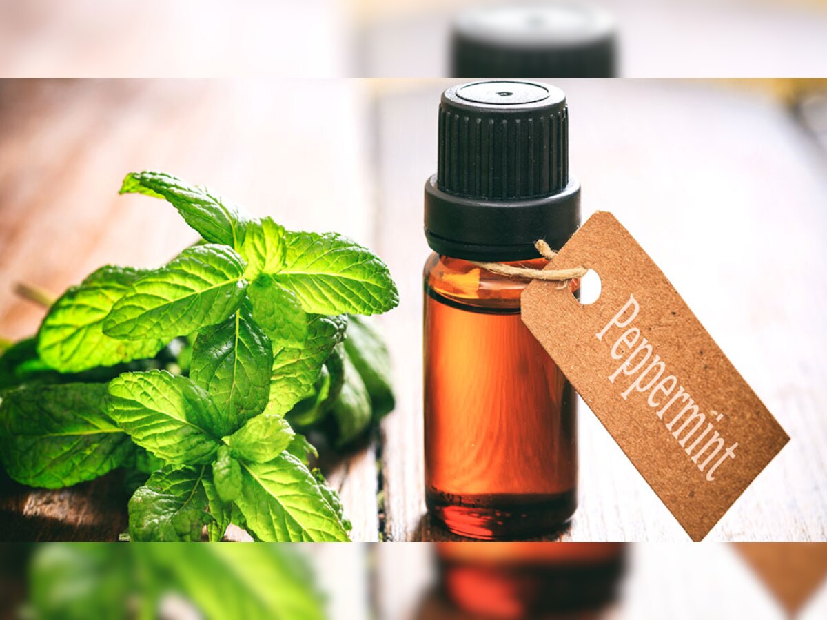 Joint Pain Relief Tips jodo ke dard se kaise chutkara paye Peppermint
