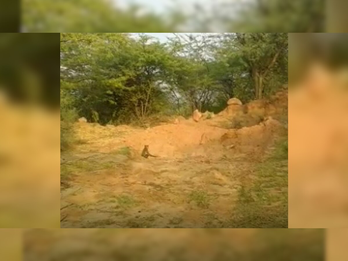 Delhi: Asola के जंगल में आया नया मेहमान,  Leopard ने दिया दो बच्चों को जन्म