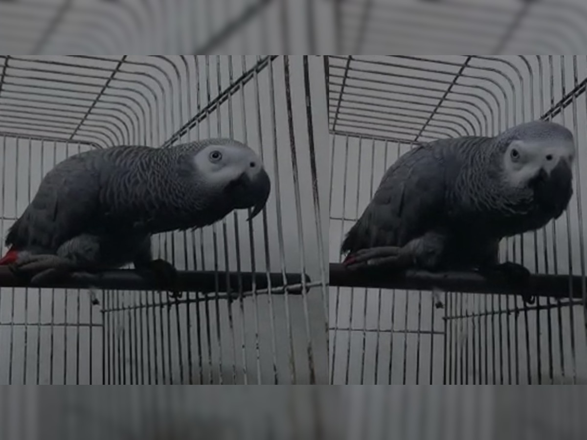 Agra: आखिर किसका है अफ्रीकी तोता? हासिल करने के लिए मची खींचतान, पुलिस भी नहीं ढूंढ पा रही समाधान