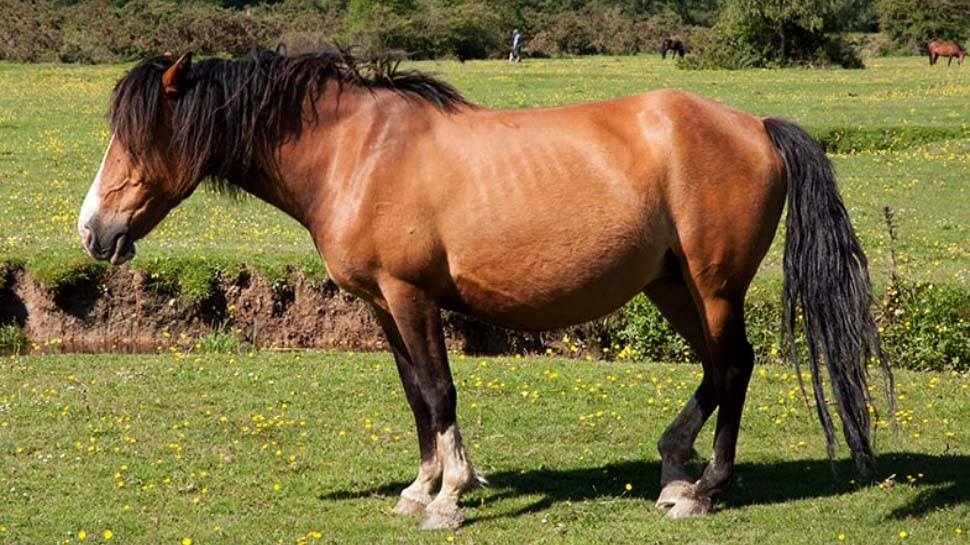 Horse Sleep: घोड़ा कभी सोता क्यों नहीं है? जानिए क्या है इसके पीछे की वजह