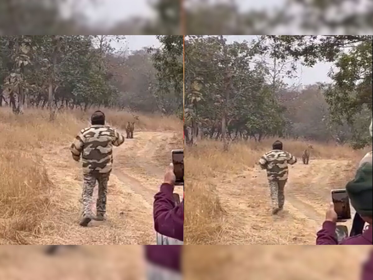 Video: सेल्फी के चक्कर में बाघ के पीछे-पीछे चल पड़ा शख्स, फिर जो हुआ, वह खुद देख लीजिए