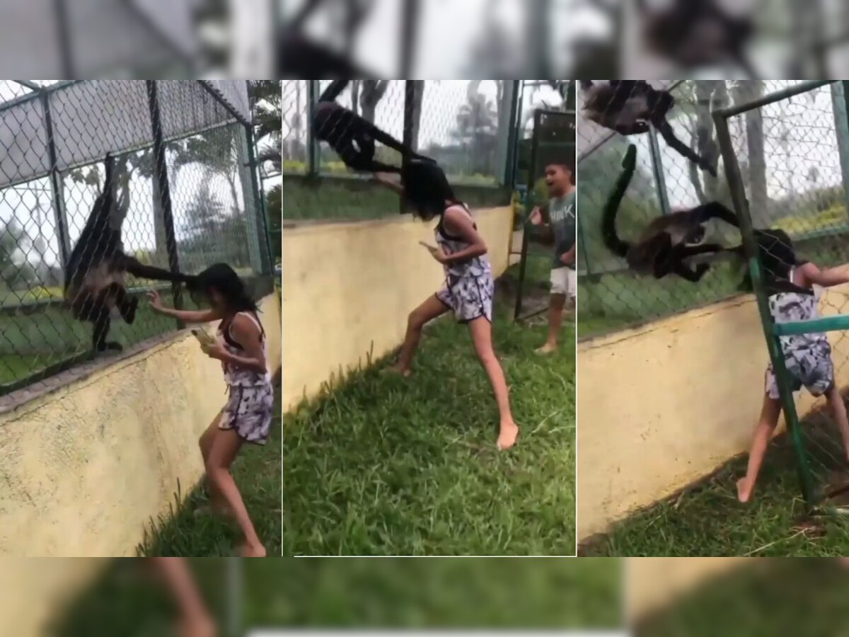 Viral Video: बंदर को छेड़ रही थी लड़की, उसने बाल नोंच-नोंच हालत कर दी खराब