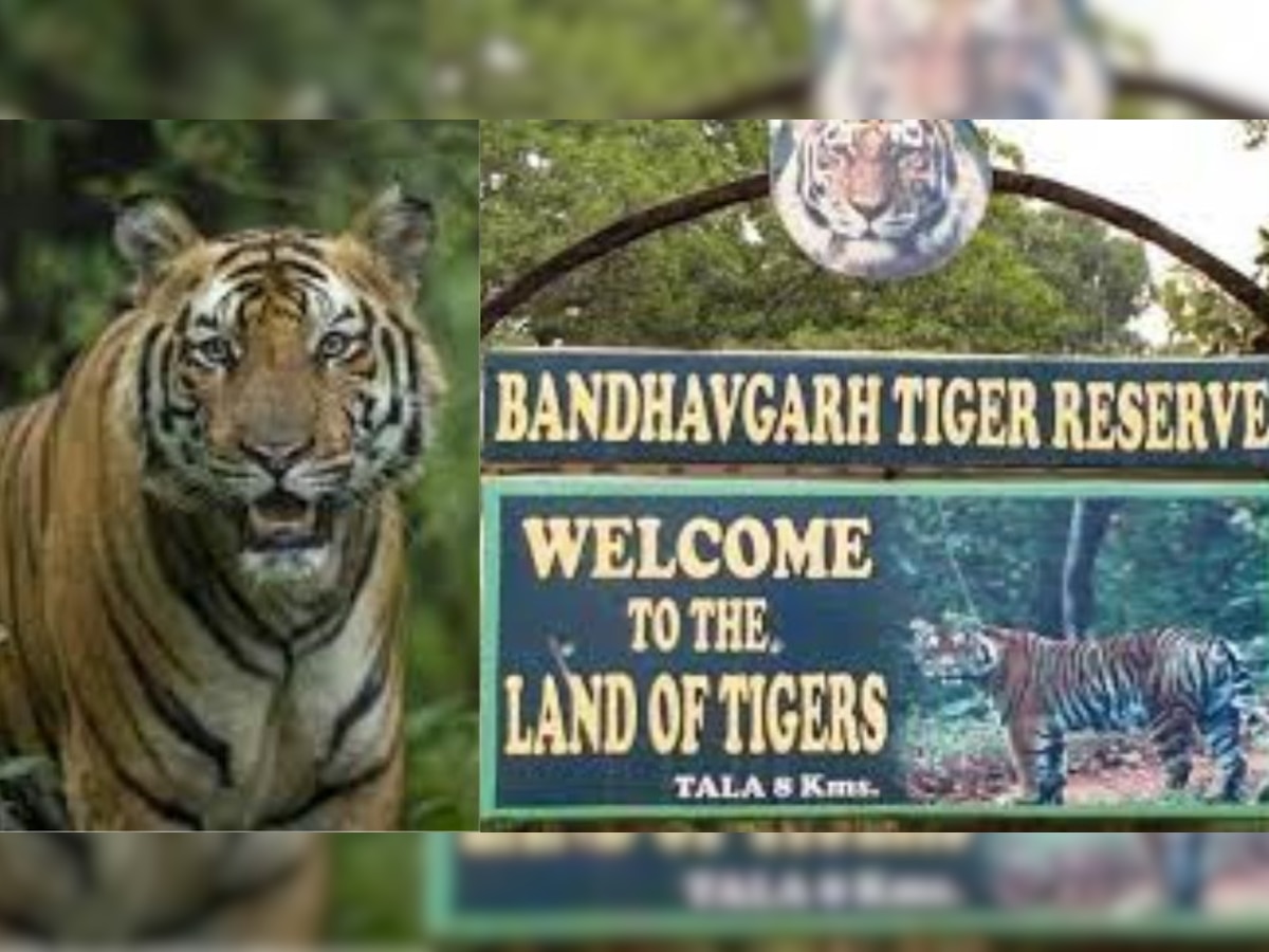 Bandhavgarh Tiger Reserve: विश्व की टॉप 10 खोजों में शामिल हुआ बांधवगढ़ टाइगर रिजर्व, हेरिटेज डेली की रिपोर्ट 