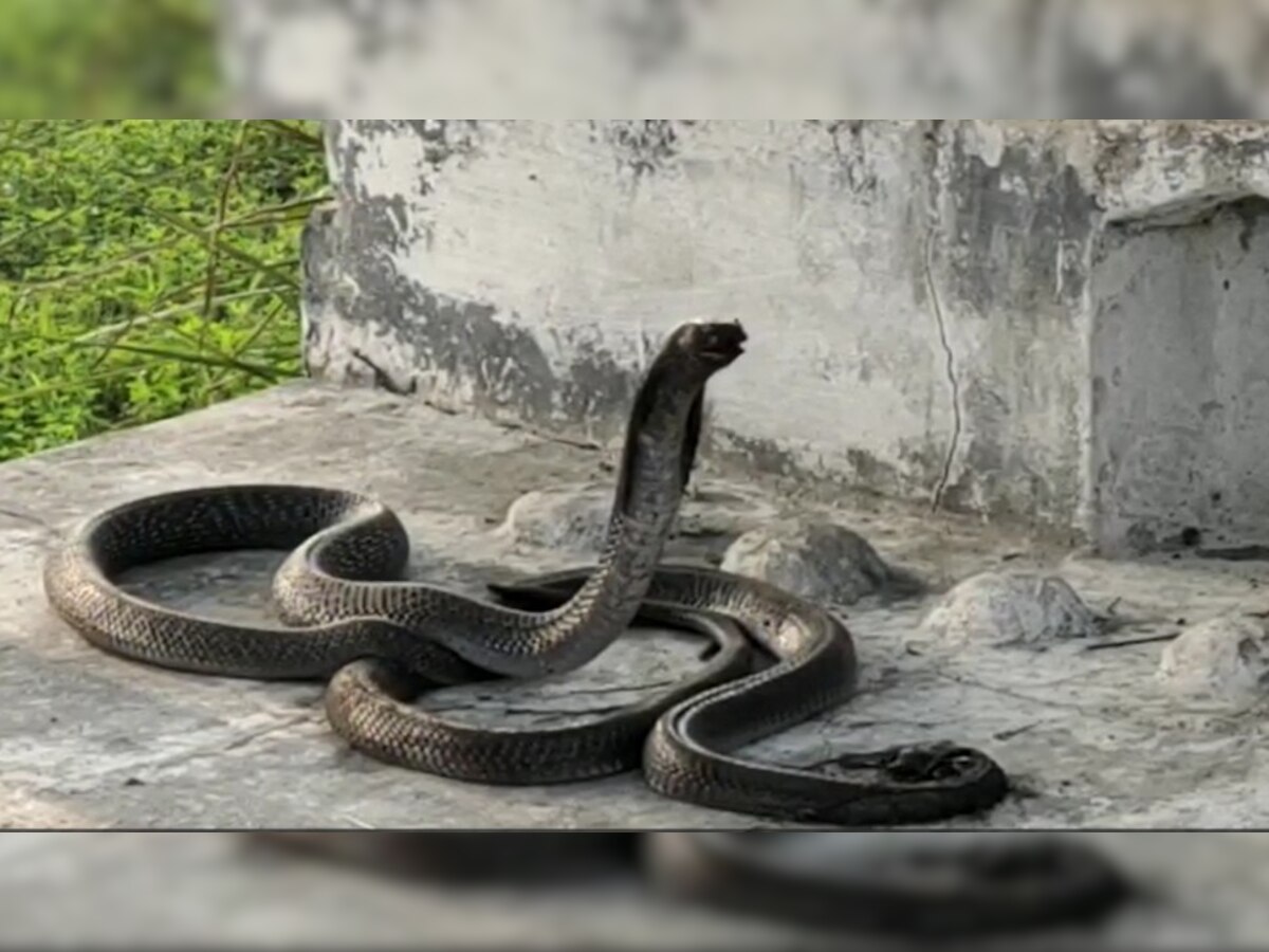 बेजुबानों के प्रेम कहानी का दुखद अंत: नागिन की मौत के वियोग में नाग ने फन पटक-पटक कर त्याग दिए प्राण