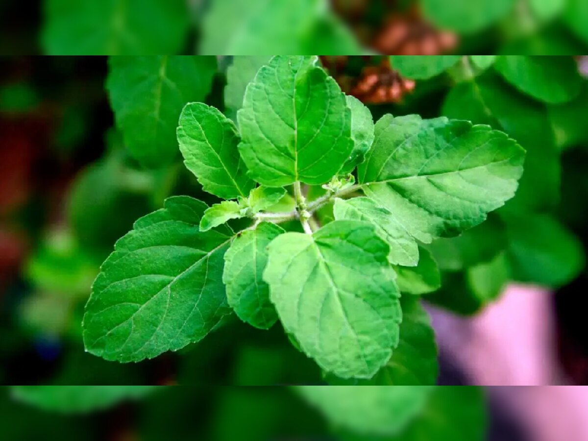 Tulsi Tips: आप भी जान ले तुलसी को छूने से पहले के ये नियम, ऐसे लगाएं पौधा