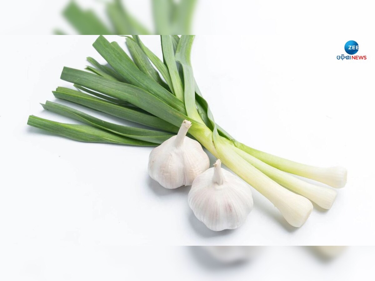 Garlic Leaves: କ୍ୟାନସର ଓ ରକ୍ତଚାପ ସମସ୍ୟାକୁ ନିୟନ୍ତ୍ରଣ କରେ ରସୁଣ ପତ୍ର, ଜାଣନ୍ତୁ ବ୍ୟବହାର 