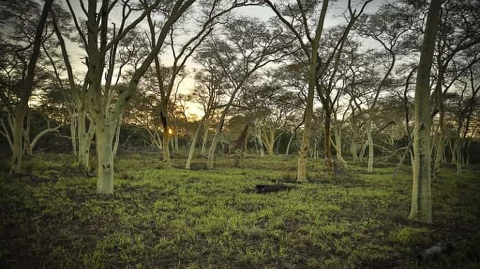 Optical Illusion: जंगल में छिपा हुआ है बड़ा सा जानवर, सिर्फ 7 सेकेंड में ढूंढने वाला कहलाएगा 'जीनियस'