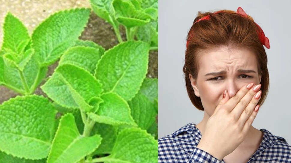 Celery Leaves health benefits in weight loss ajwain ki pattiyon ke