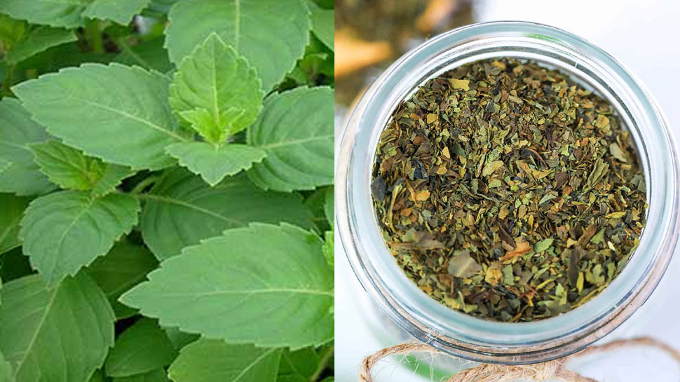 Tulsi Ke Sukhe Patte Ke Fayde Dry Basil Leaf Benefits Powder