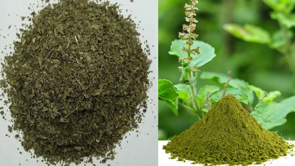 Tulsi Ke Sukhe Patte Ke Fayde Dry Basil Leaf Benefits Powder