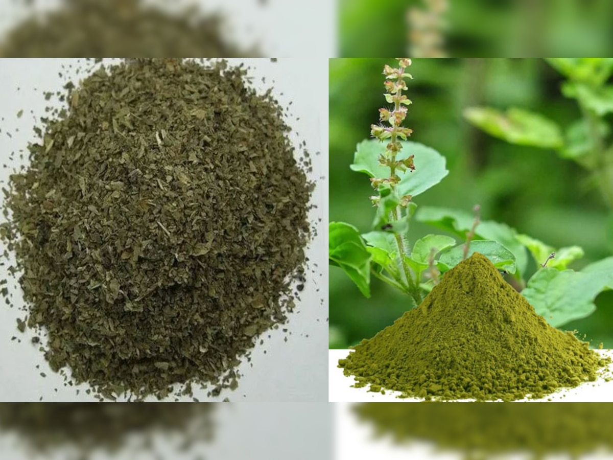Tulsi Ke Sukhe Patte Ke Fayde Dry Basil Leaf Benefits Powder manure