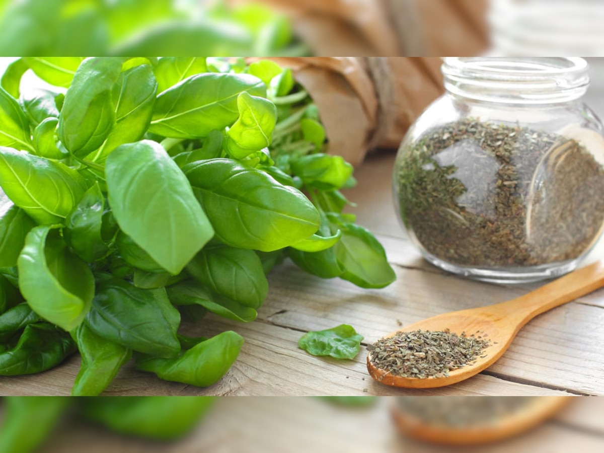 Tulsi Ke Sukhe Patte Ke Fayde Dry Basil Leaf Benefits Powder manure Fertilizer Water Seasoning