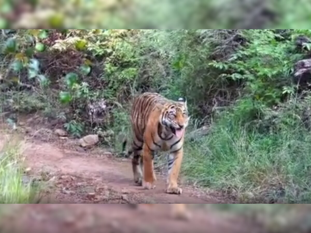 बाघों की अठखेलियां बटोर रही सुर्खियां, टाइगर की चहलकदमी सोशल मीडिया पर वायरल, देखें वीडियो