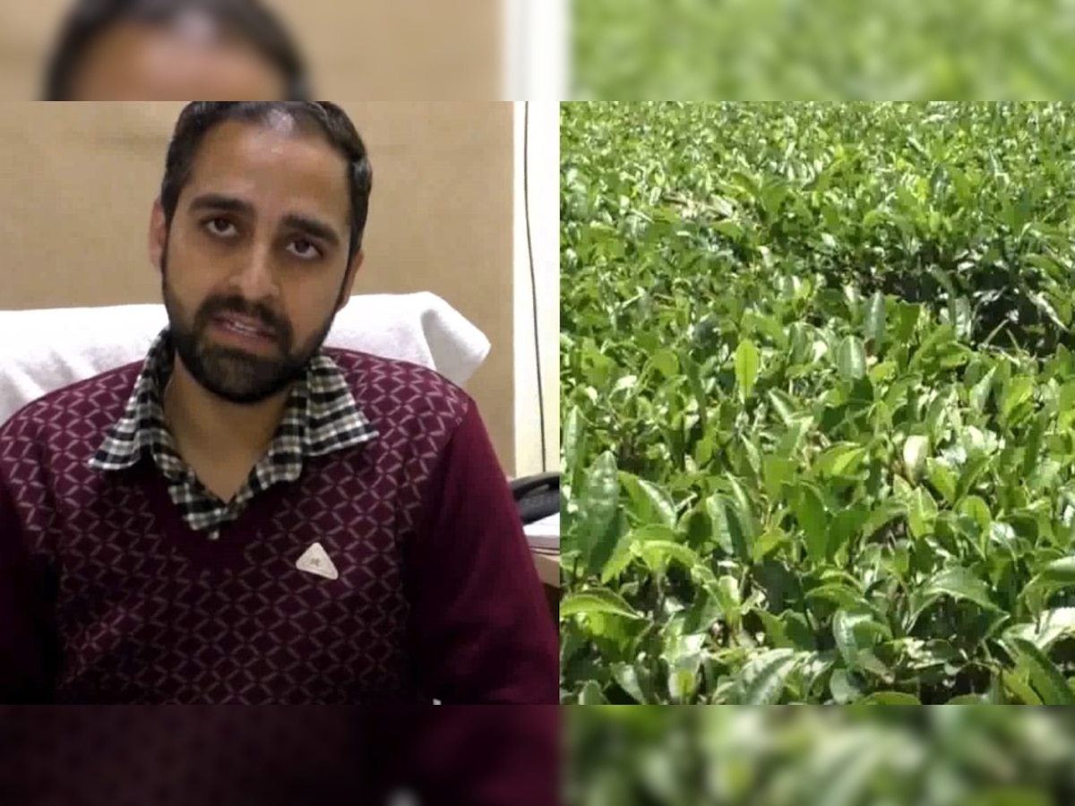 Kangra tea: 2022 में हिमाचल प्रदेश की कांगड़ा चाय का बढ़ा उत्पादन, जानें क्या है खासियत?