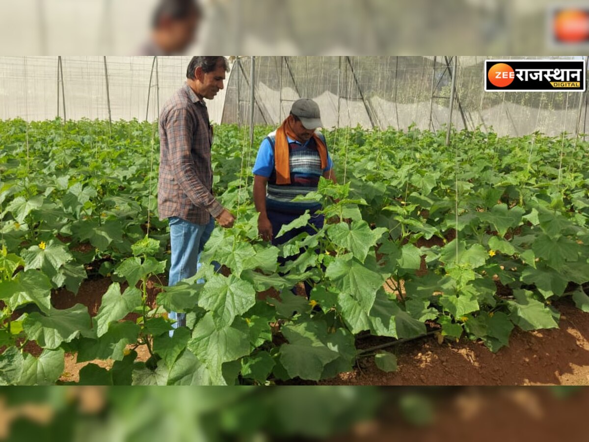जैविक खेती से ककड़ी,टमाटर और शिमला मिर्ची उगा कर लाखों रुपये कमा रहे रज्जाक और इकबाल