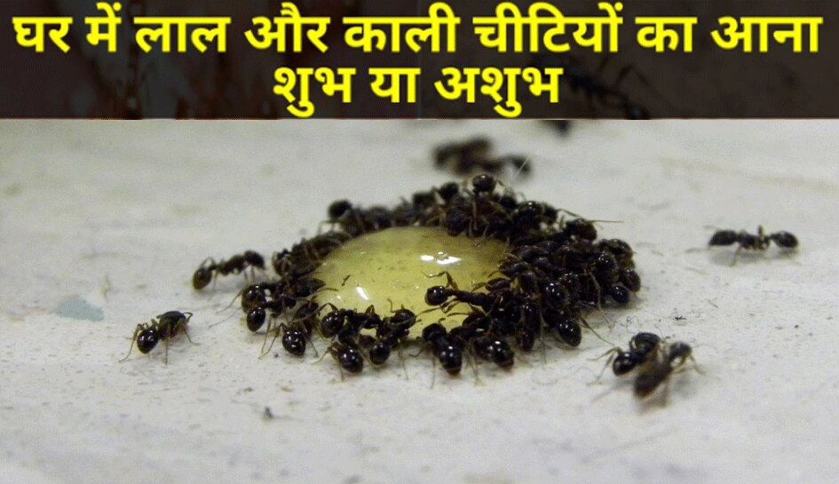 Red black ants are roaming in your house know auspicious or ...