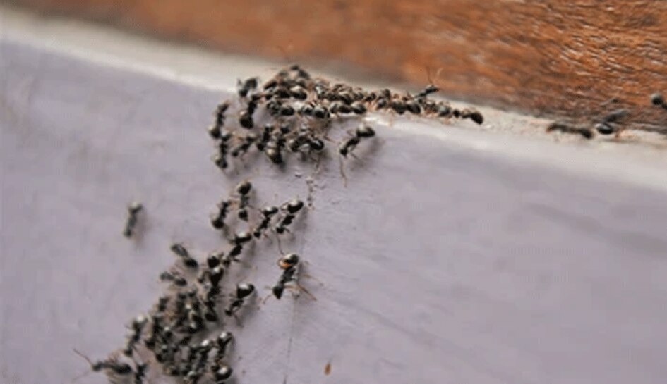Red black ants are roaming in your house know auspicious or ...