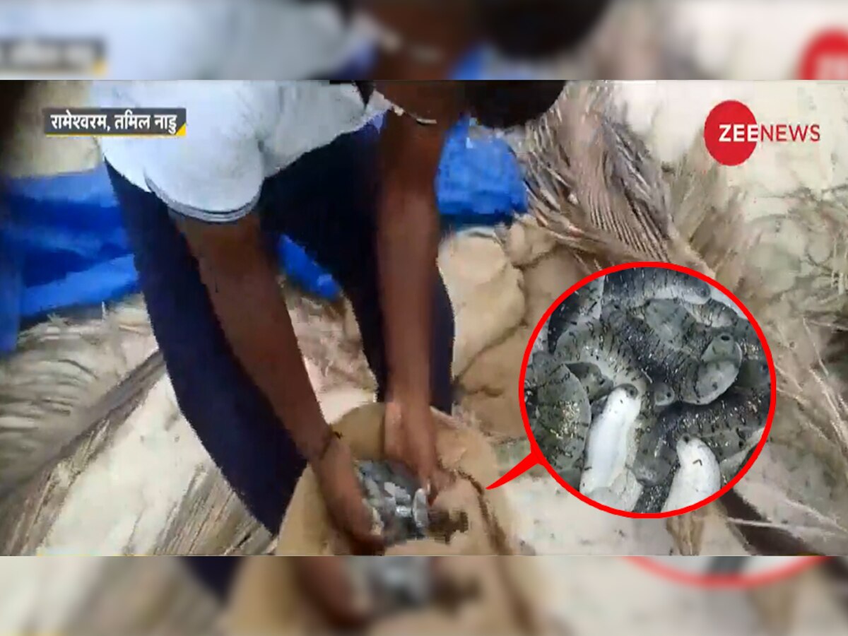 Sea Cucumber: सोने के भाव बिकता है ये 'खीरा',  डिमांड इतनी ज्यादा कि होने लगी है इसकी तस्करी