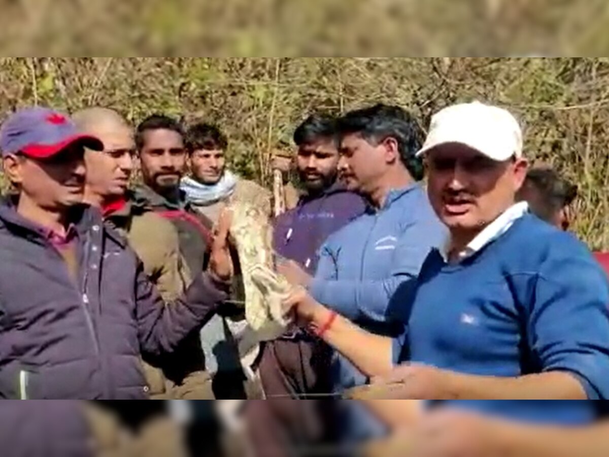 Himachal Pradesh: हमीरपुर के गांव गंदड़ में पकड़े गए तीन Rock python snake