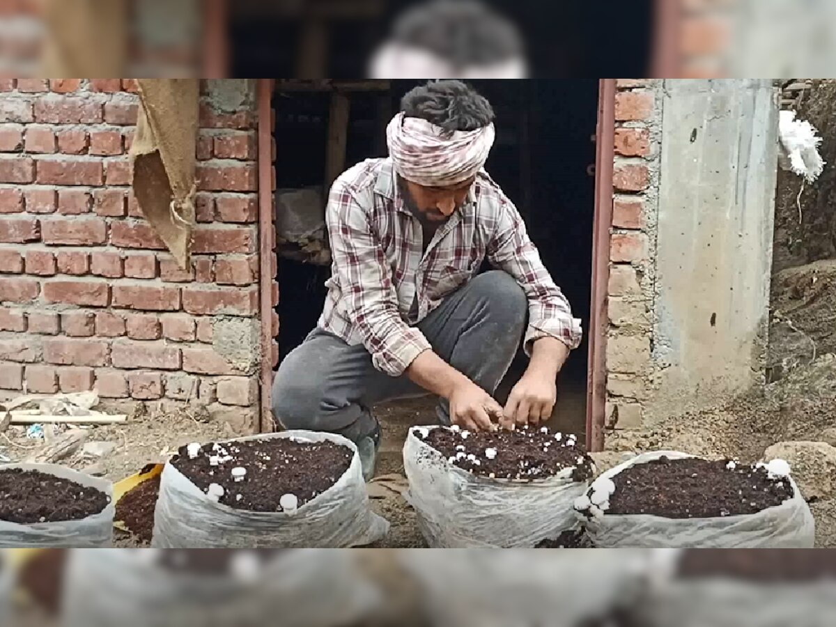 Haryana: पंचकूला के किसानों के लिए Mushroom की खेती बनी वरदान  
