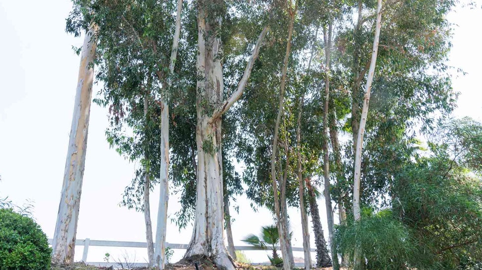 Side Effects of Eucalyptus Tree Disadvantages of Planting Neelgiri Tree