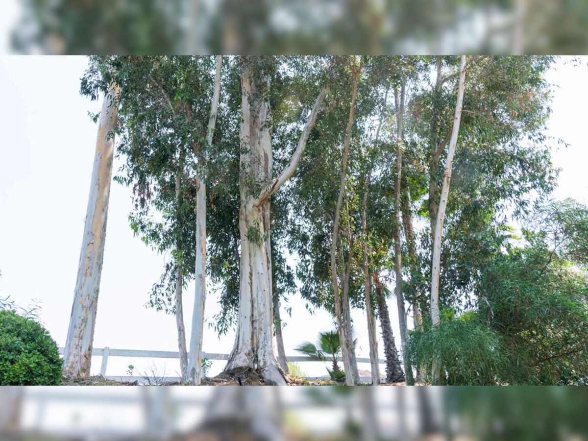 Eucalyptus Tree: भूलकर भी अपने खेतों में न लगाएं लखपति बनाने वाला यह पेड़, प्रॉफिट कमाने के चक्कर में जमीन हो जाएगी बंजर; बाकी खेती भी हो जाएगी नष्ट