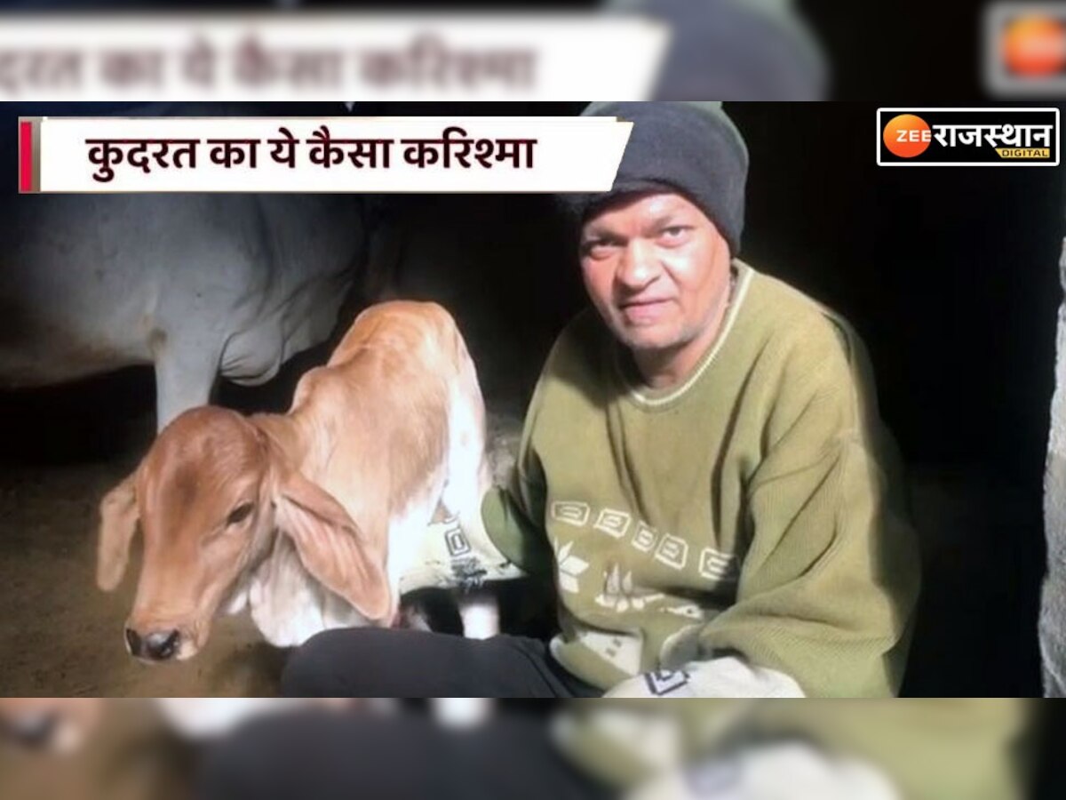 Video : करिश्मा! गाय ने दिया 8 थन वाली बछिया को जन्म, दूर-दूर से देखने आ रहे लोग, देखें वीडियो