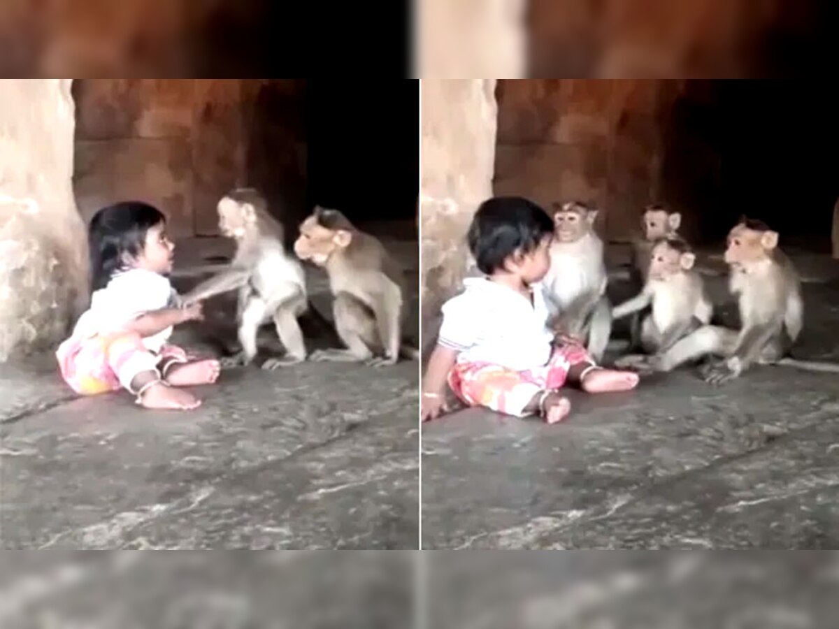 मासूम बच्चे को अकेला देख पहुंच गए कई बंदर, किया यह काम तो Video हुआ Viral