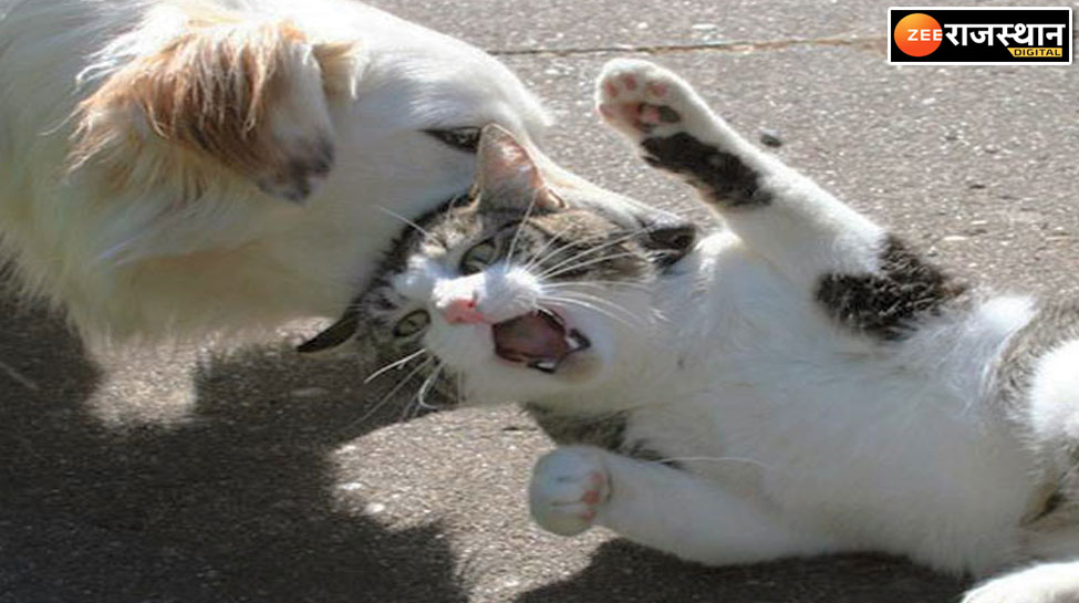Science Facts What is secret of dog and cat fight why do they hate each