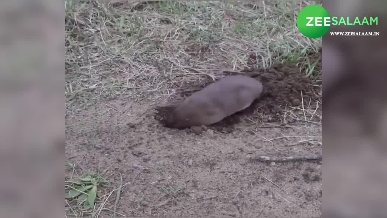 viral video rat digging hole in soil video goes viral on smzs Video क्या चूहे को बिल
