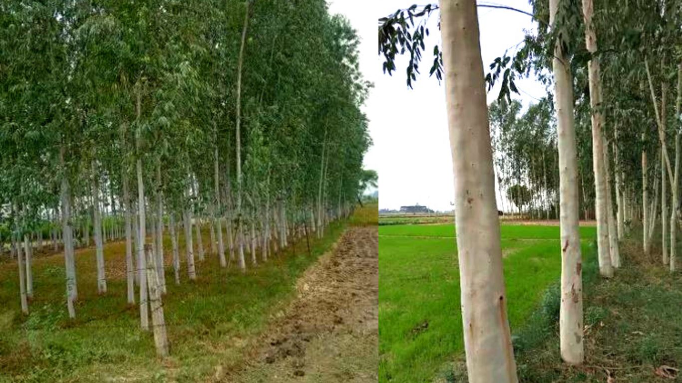 Tree Eucalyptus Side Effects Myrtaceae Neelgiri Safede Ka Ped Planting Species Land Barren