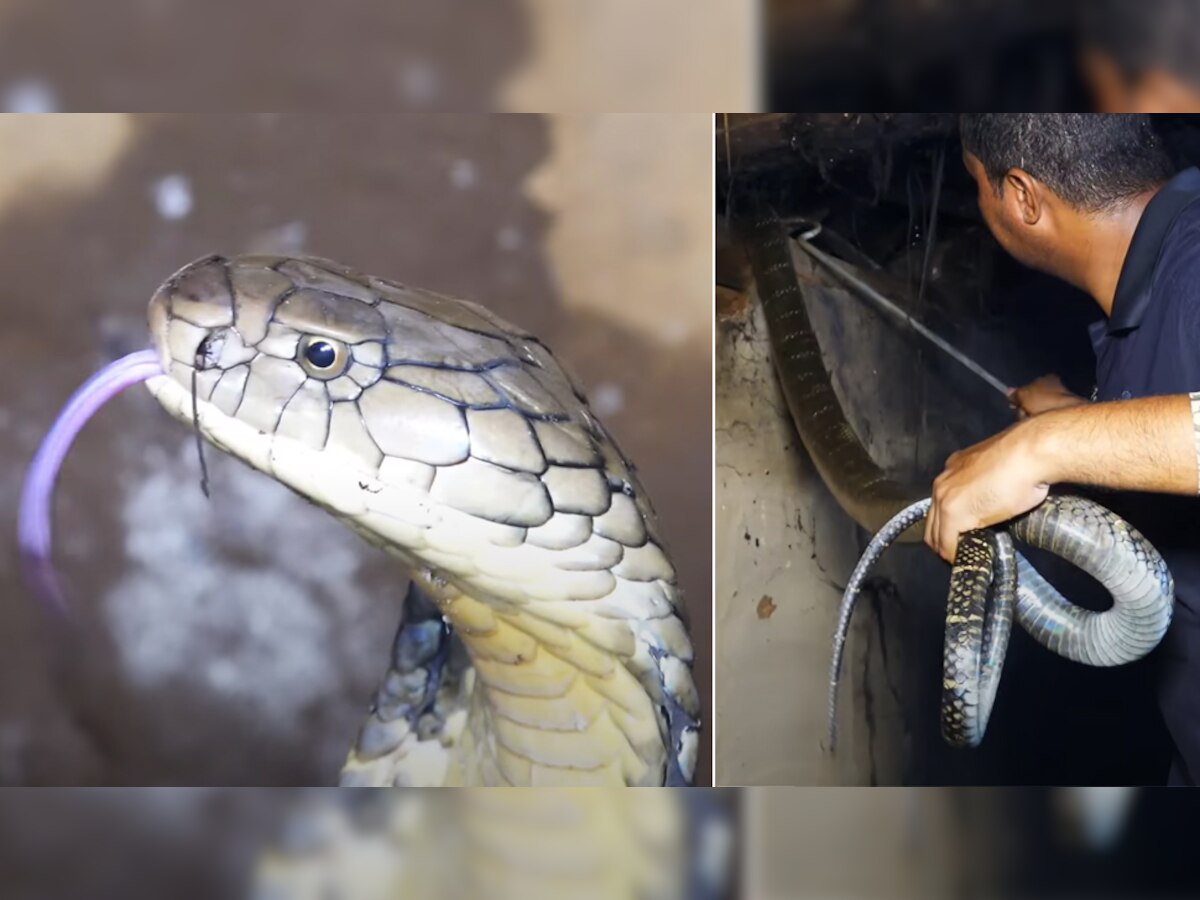 King Cobra: झोपड़ी में छिपकर बैठा था 12 फुट लंबा किंग कोबरा, मरने से बाल-बाल बचा शख्स; देखें खौफनाक Video