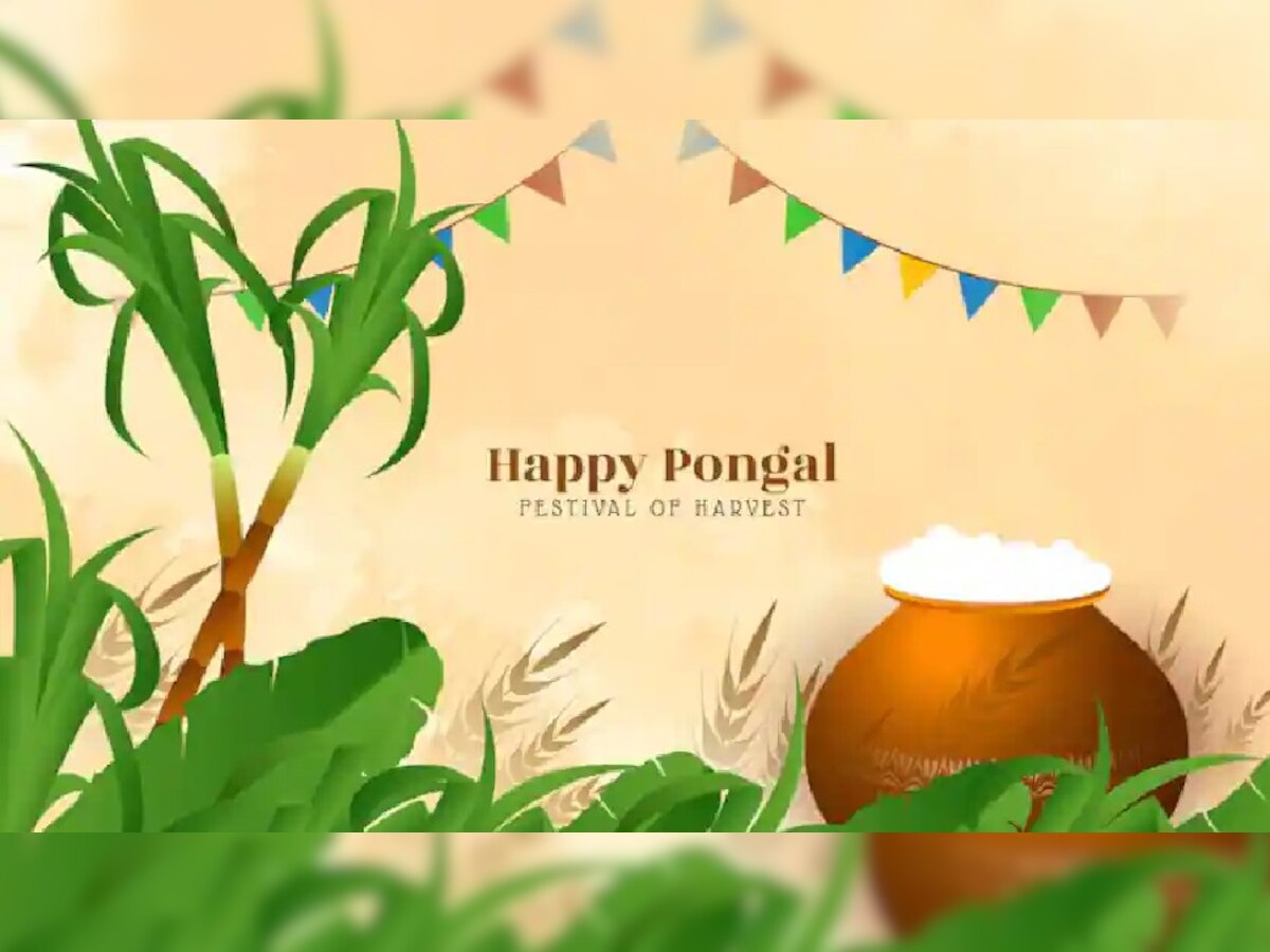 Pongal 2023: कब और कैसे हुई पोंगल पर्व की शुरुआत, ऐसे मनाएं त्योहार