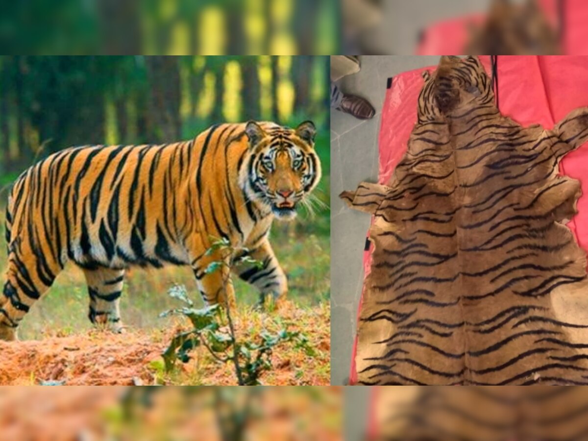 Tiger in Danger: खतरे में टाइगर..! मध्य प्रदेश में फिर मिली बाघ की खाल, जांच में जुटा वन विभाग