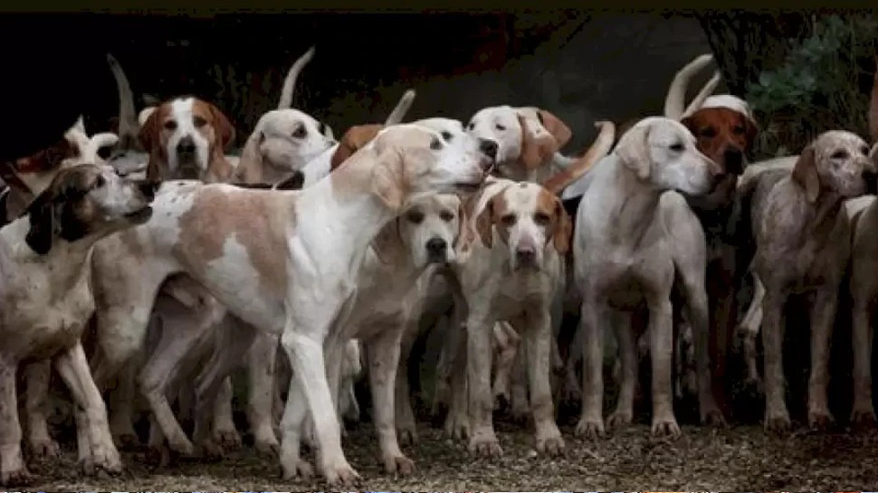Optical Illusion: कुत्तों के बीच छुपा है एक खतरनाक जानवर, क्या ढूंढ सकते हैं आप? 
