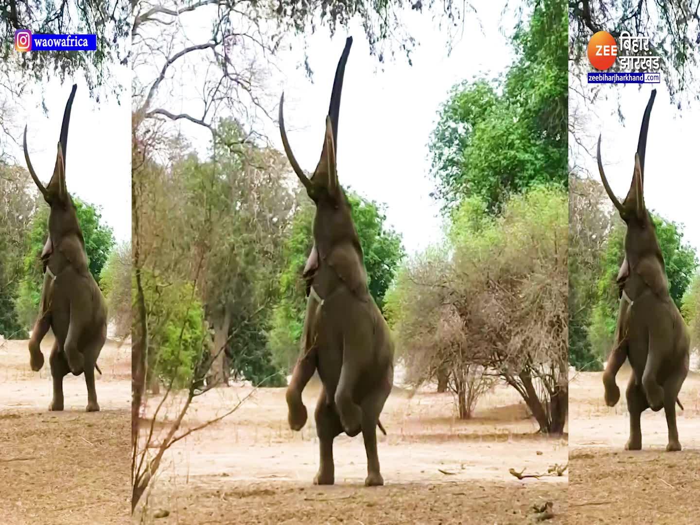 elephant did an amazing feat stand on two legs everyone was surprised