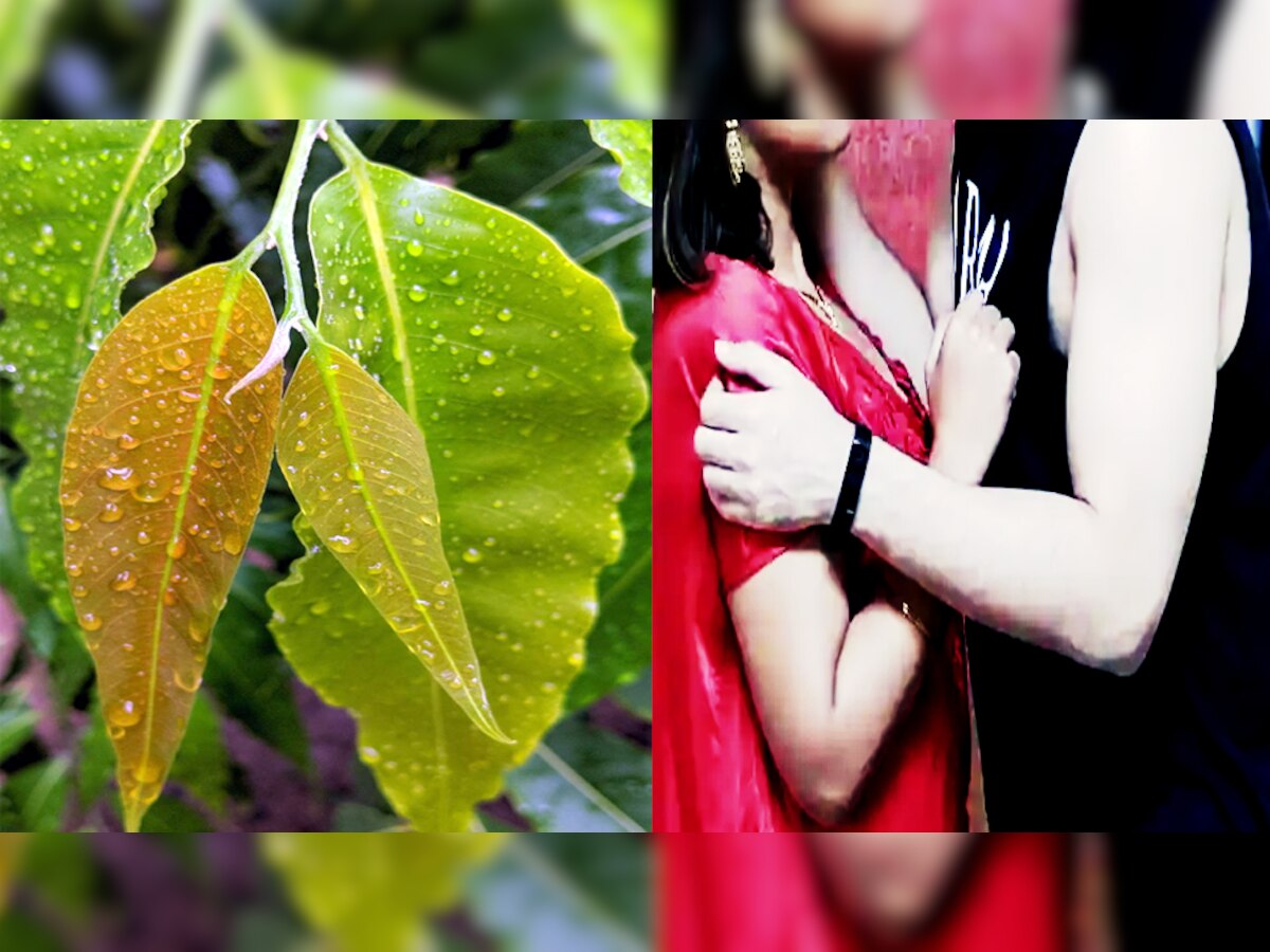 ashoka leaves astro benefits pati patni k liye Ashoka ki Patti ke Upay Ashoka ki Patti ke Upay