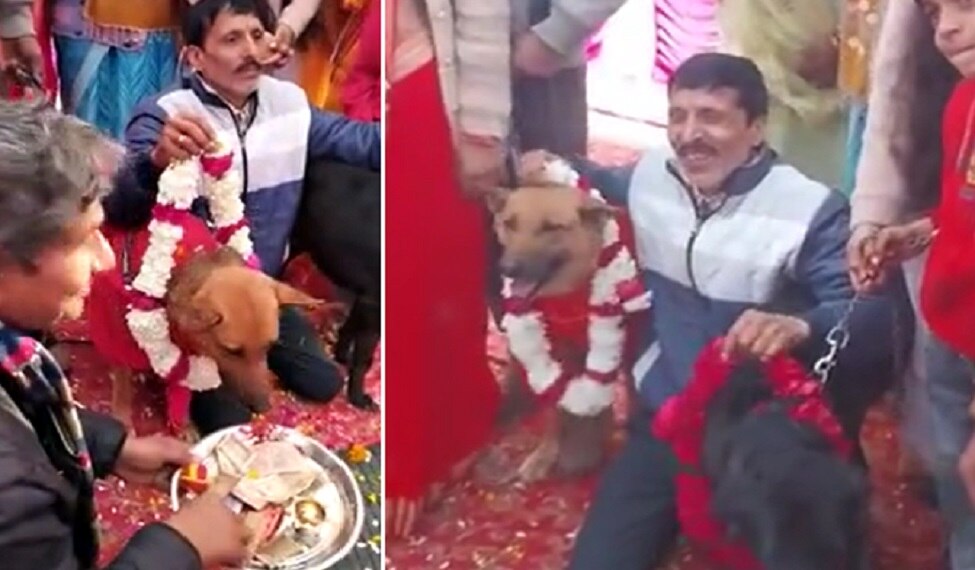 Weired Wedding: टॉमी बना दूल्हा..जैली बनी दुल्हन, कुत्ता-कुतिया की शादी में धूमधाम से नाचे बाराती!