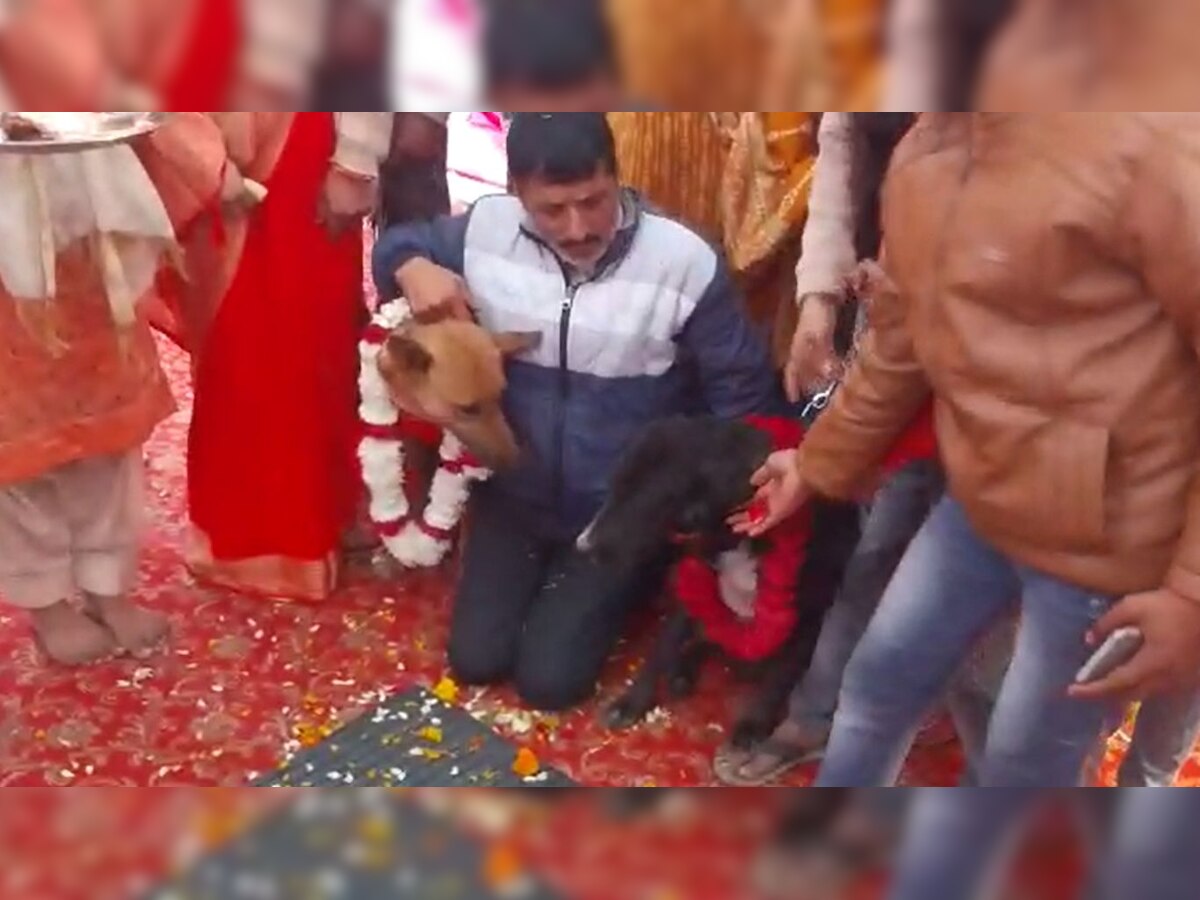 Ajab Gazab: कुत्ते और कुतिया की हुई अनोखी शादी, जयमाल और सात फेरे लेकर एक दूजे के हुए टॉमी और जैली 