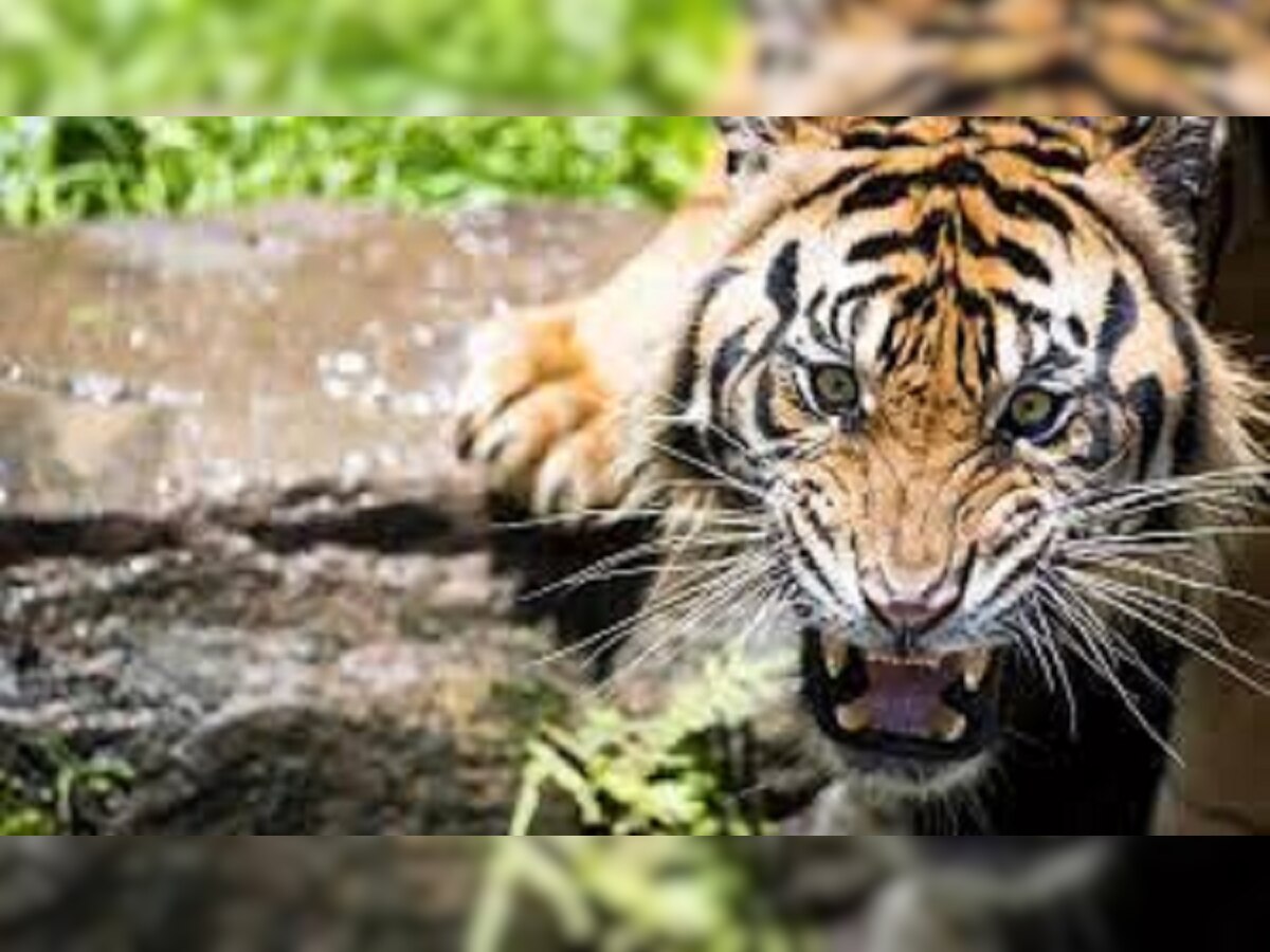 Tiger Attack: सीतामढ़ी में बाघ का आतंक, नौ दिन में तीन लोगों को कर चुका है घायल