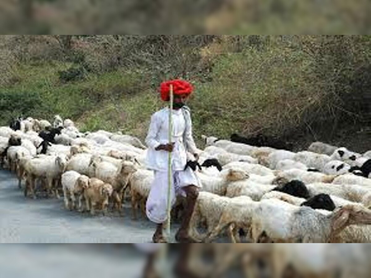 राजस्थान में पाले भेड़ और बकरी, पाए 50 लाख की सब्सिडी, जानें नियम 