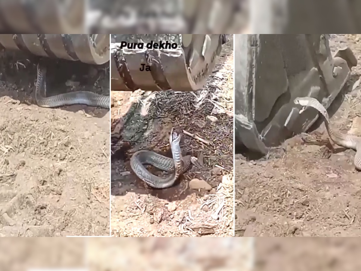 लगा लिया पूरा जोर, फिर भी JCB नहीं कुचल पाई कोबरा का फन, देखें सिहराने वाला Video
