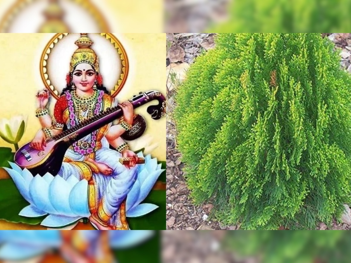 Basant Panchami के दिन लगाएं ये पौधा, बरसेगी देवी की कृपा; सुख-समृद्धि का होगा आगमन